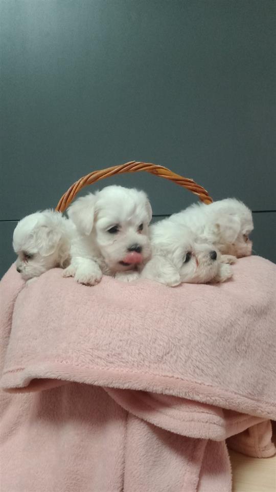 Štenad-mini-maltezera-