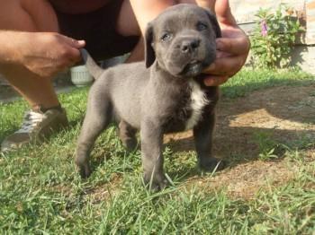 Cane Corso štenci