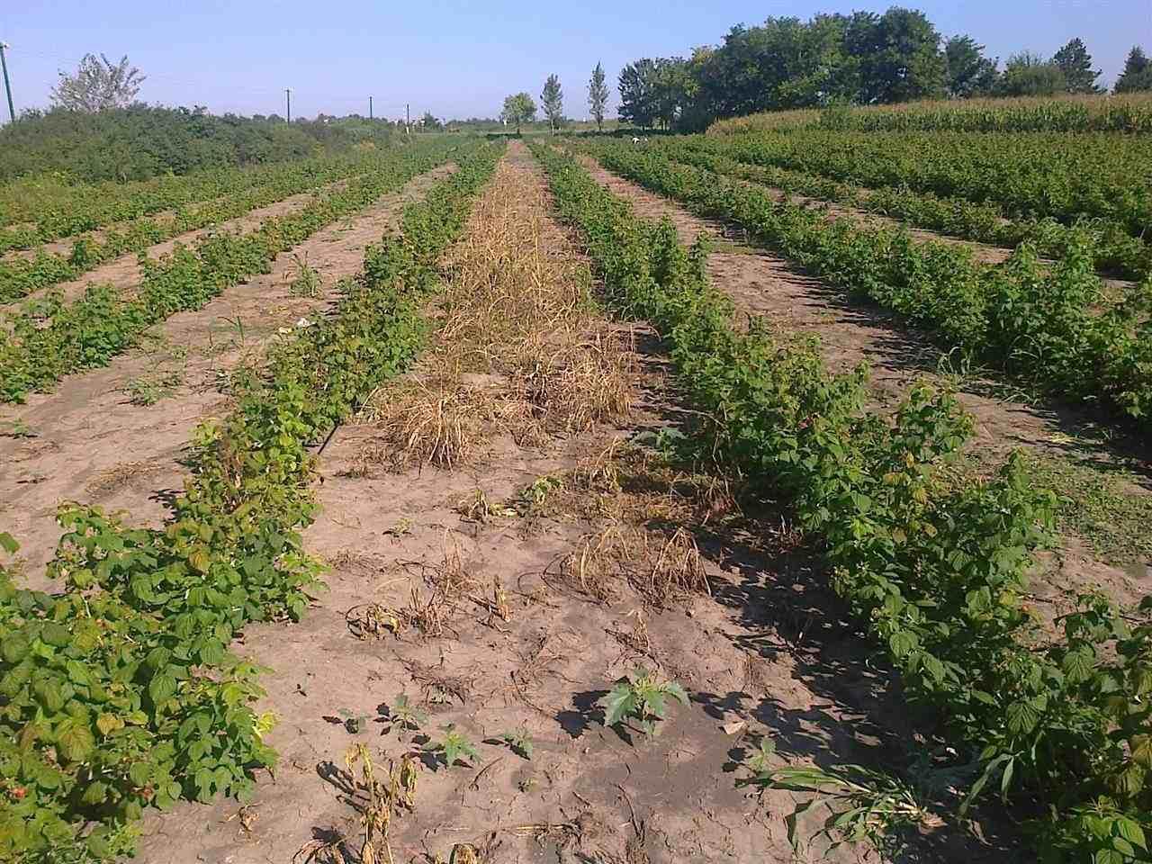 sadnica-maline--Polana--