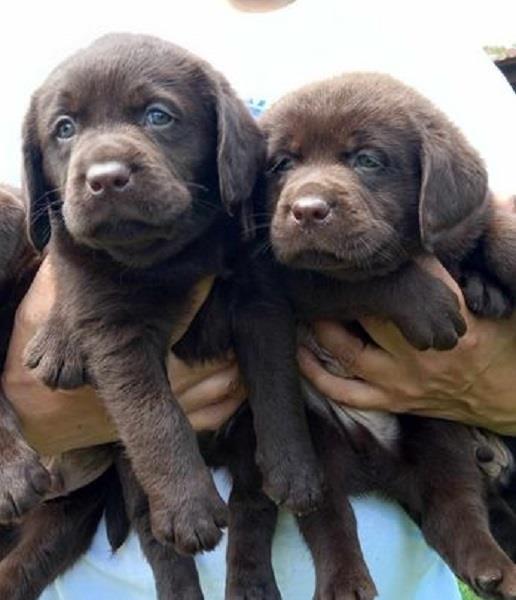 Labrador-Retriver-štenci
