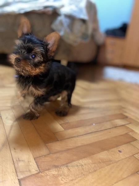 Mini-Jorki