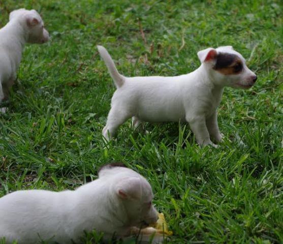 Jack-russell-terrier-štenci-