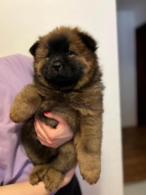 Cau-Cau--Chow-Chow--stenci
