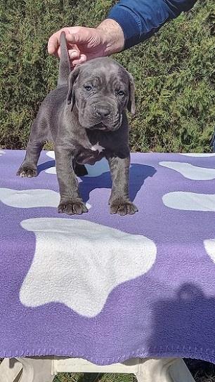 Cane-corso-stenci-sive-boje