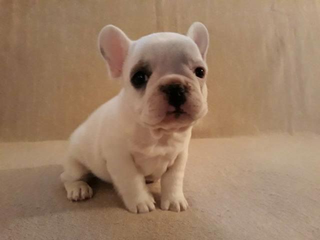 Francuski-buldog--stenad