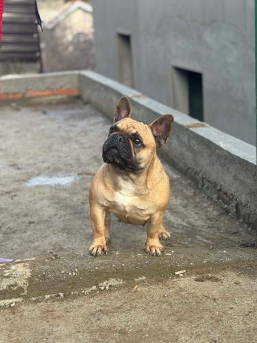 Francuski buldog zenka