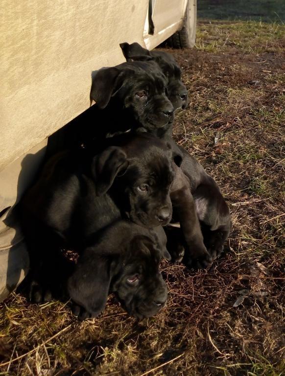 Cane-corso-štenci