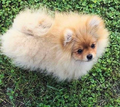 Pomeranski-špic