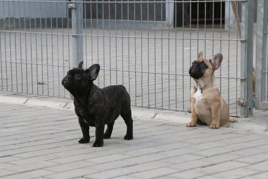 Francuski-buldog