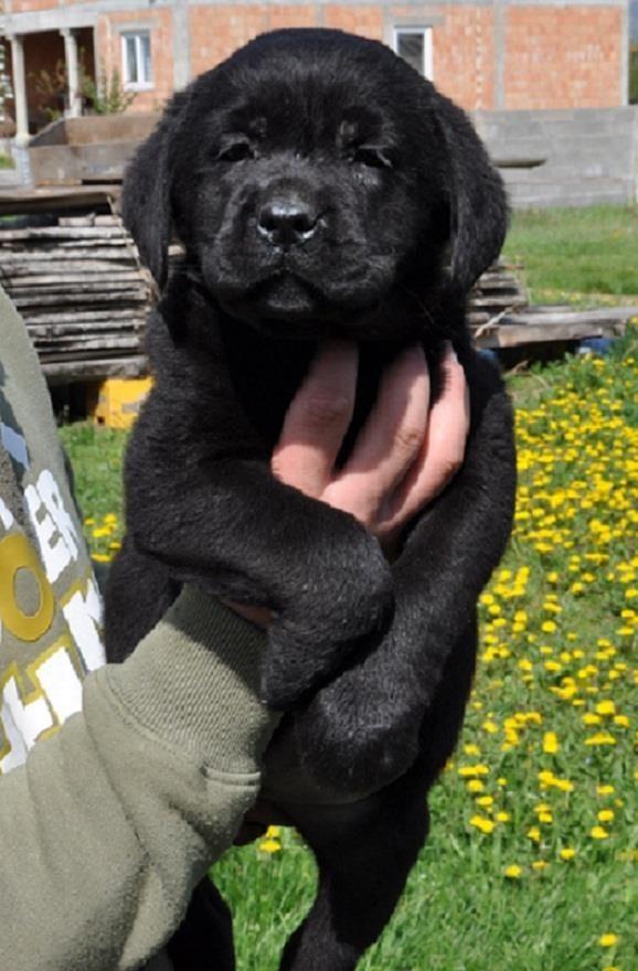 Labrador-Retriver