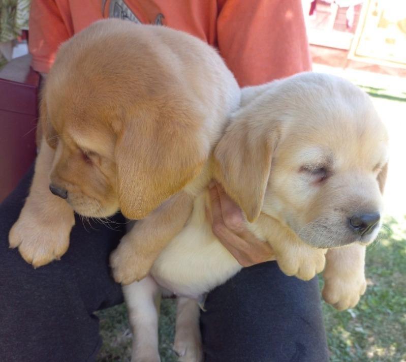Labrador-štenci