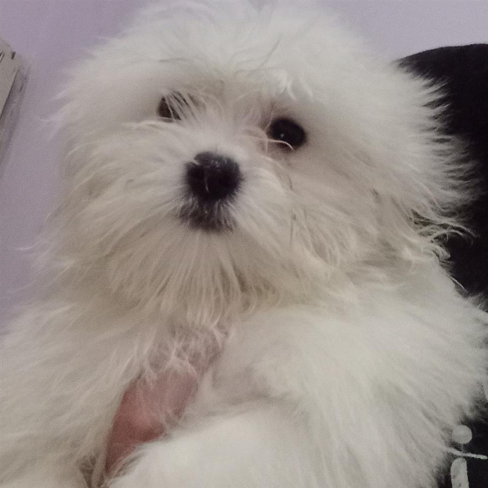 Maltezer