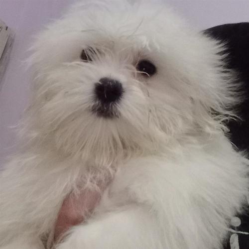 Maltezer