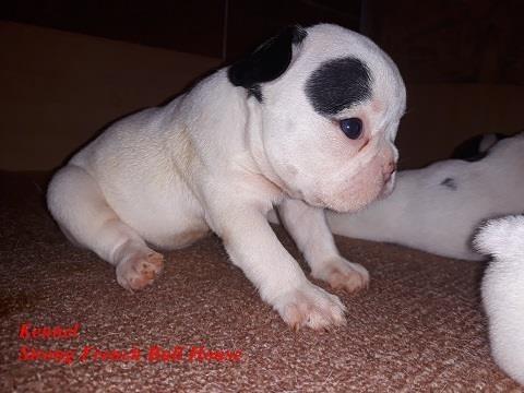 Francuski-buldog-stenci-