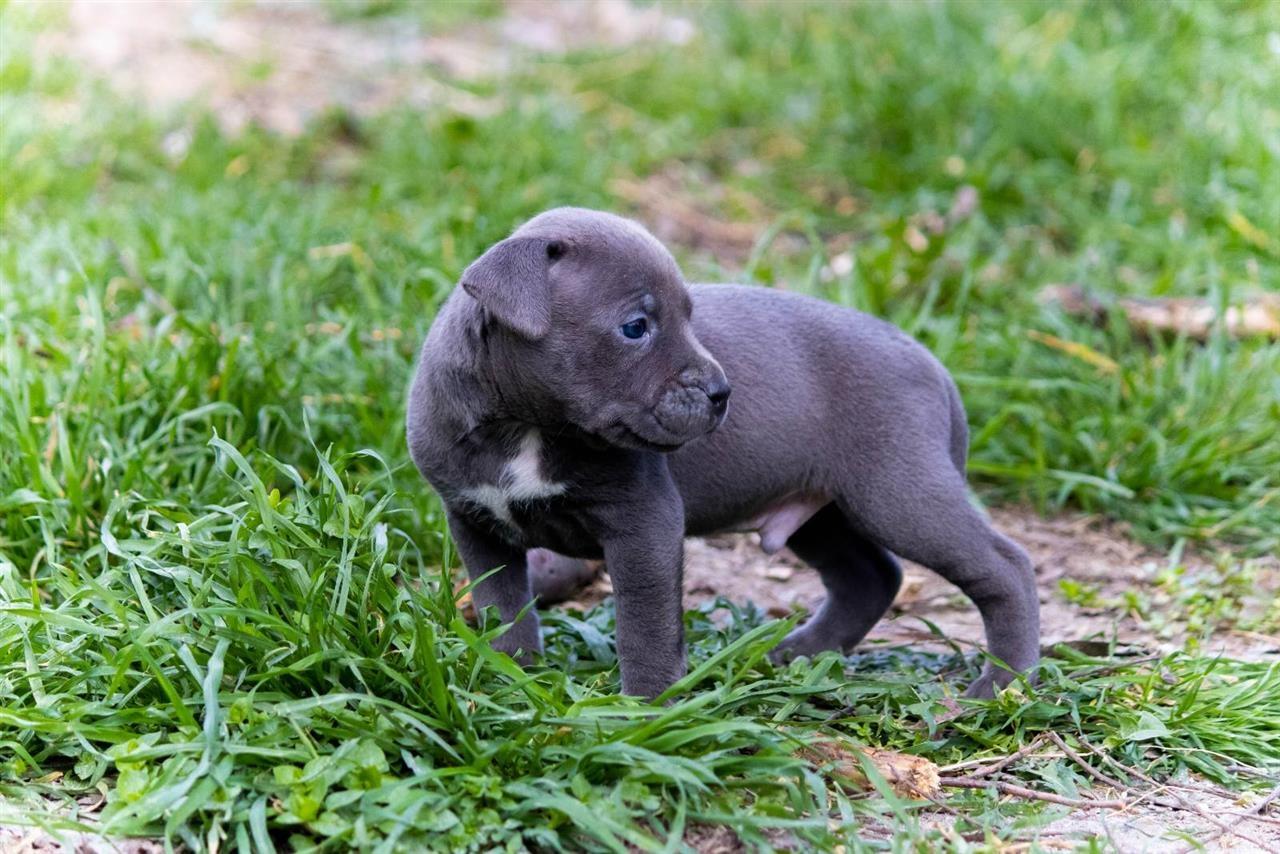 Pit-bul-terijer-štenci