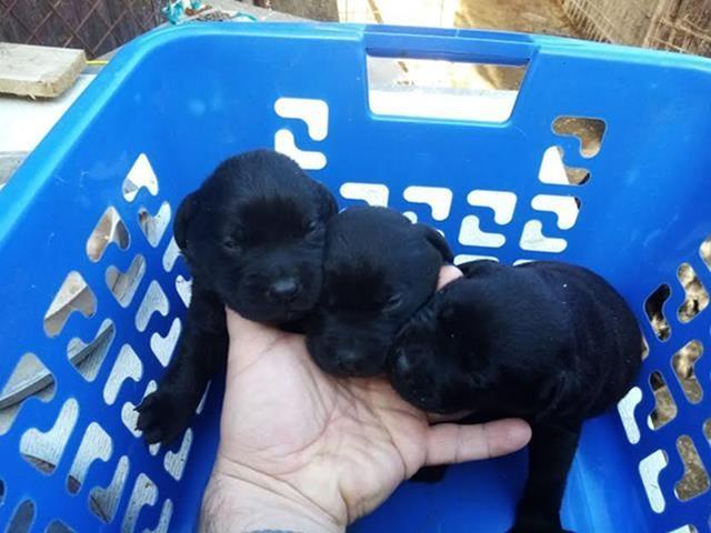 Labrador-Retriver-štenci-