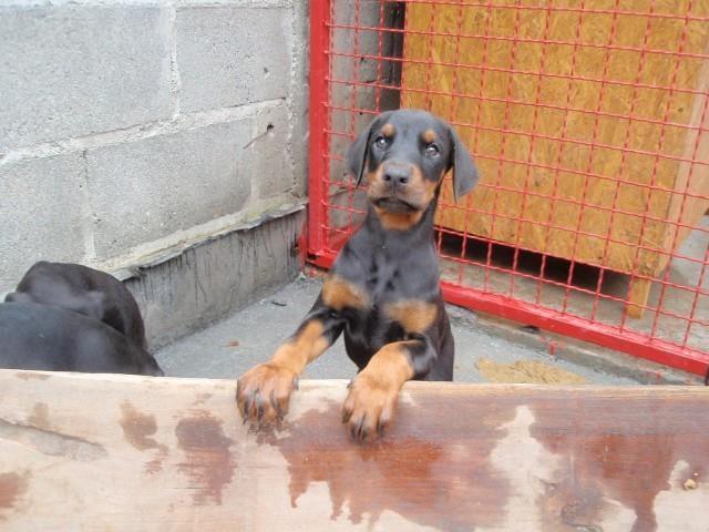Doberman-stenad