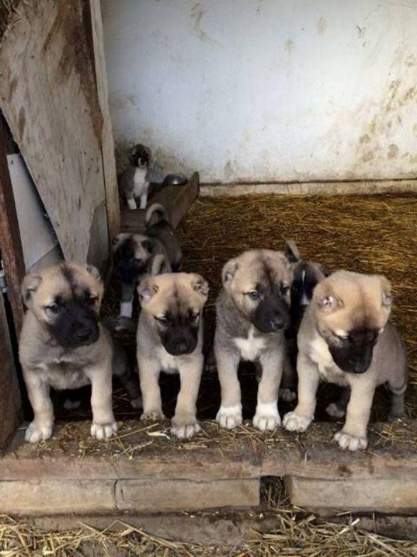 -Kangal-kucici