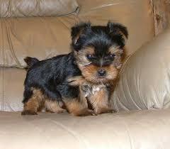 Lijepe-Yorkshire-Terrier-štenci