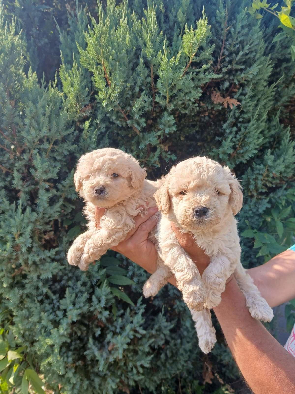 Prelepe-Mini-Pudle