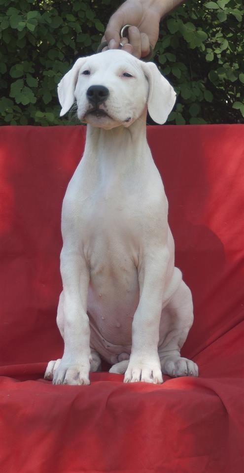 Dogo-Argentino-štenad-na-prodaju