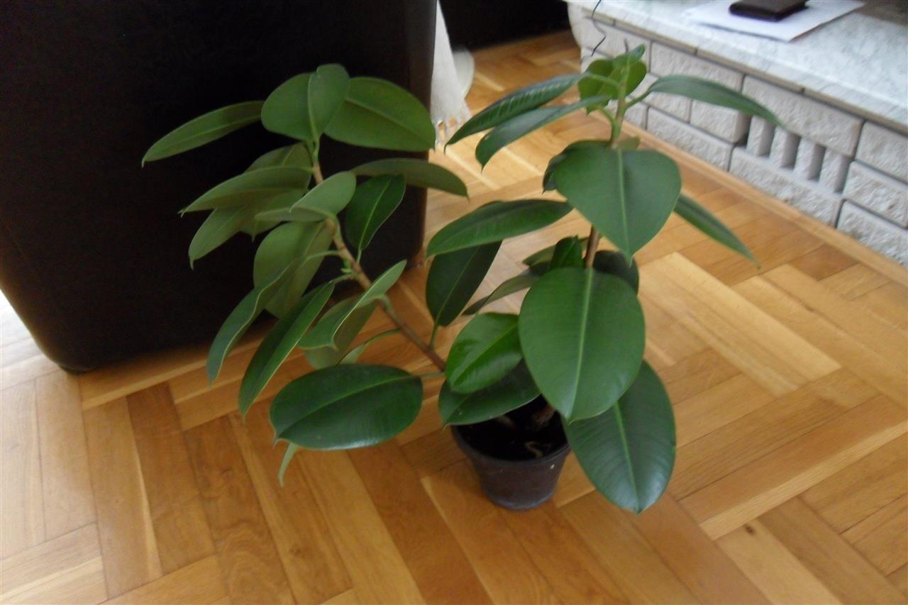 Fikus