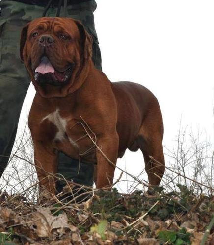 Bordoska Doga stenad