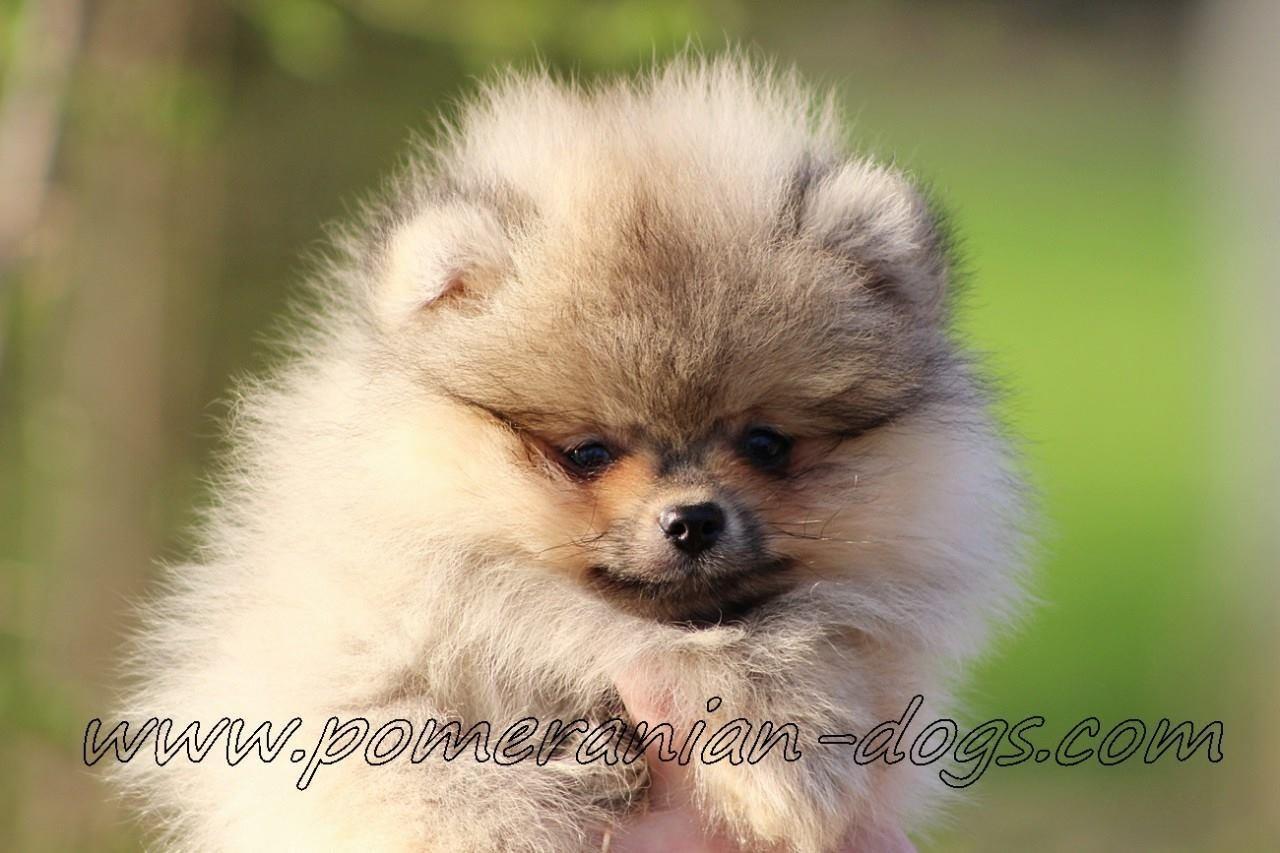 Pomeranski-spic-Boo-stenci