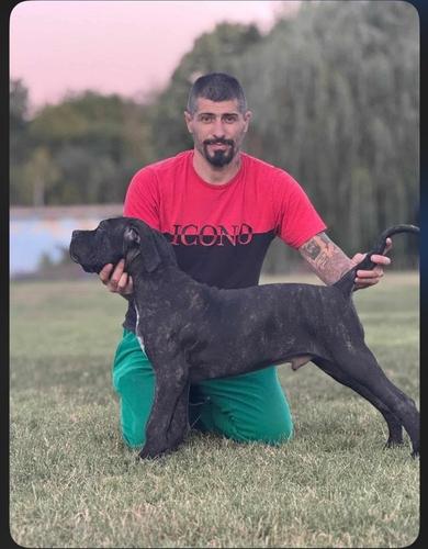 Cane Corso štenci