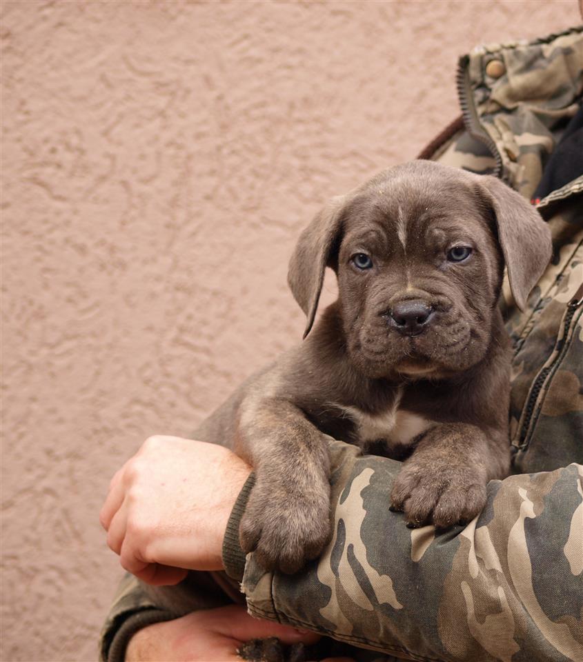 Cane-Corso-Stenci