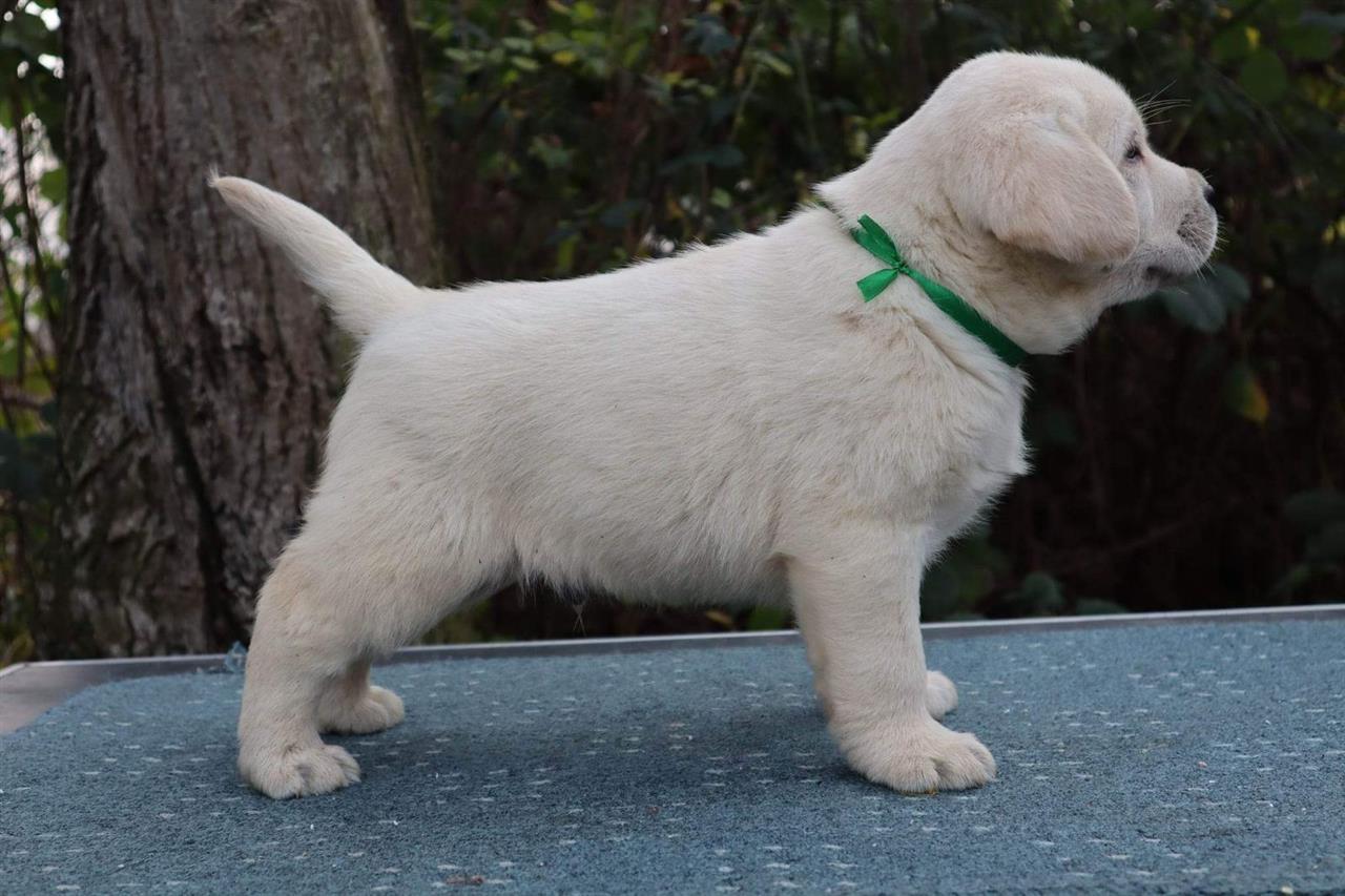 Labrador-štenci