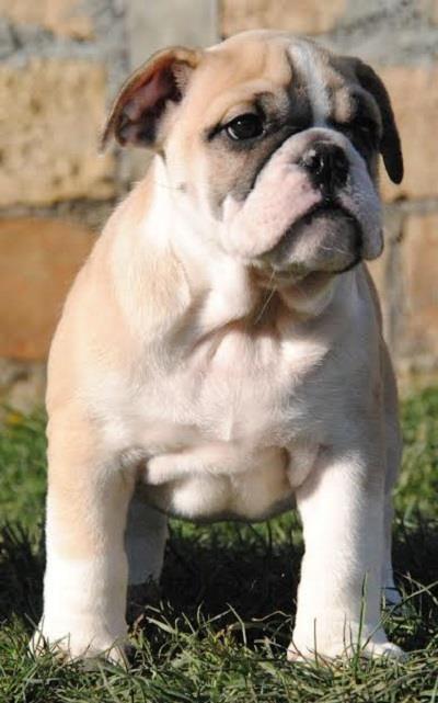 Engleski-buldog