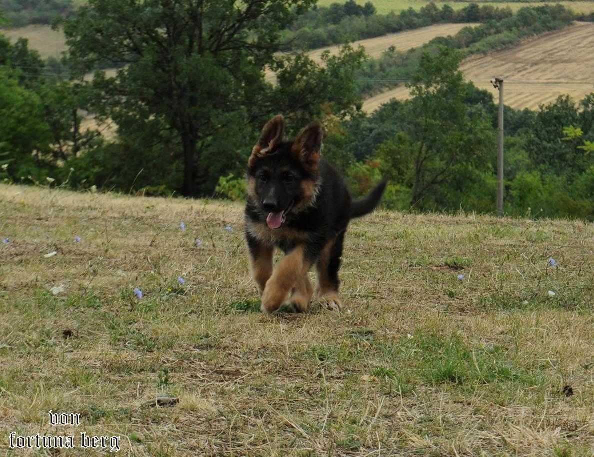 Nemački-ovčar