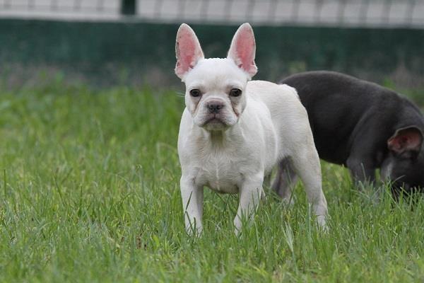 Francuski-buldog-štenci