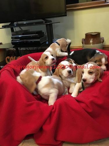  Prekrasni Beagle Pups * spreman sada *