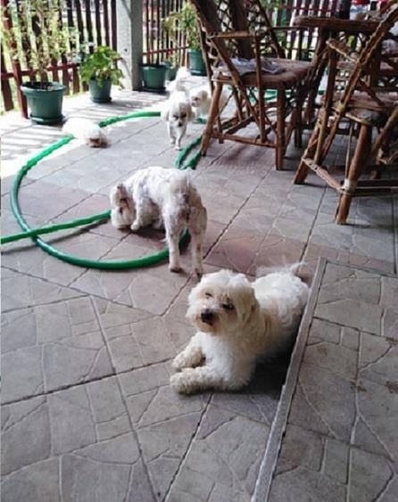 Maltezer-