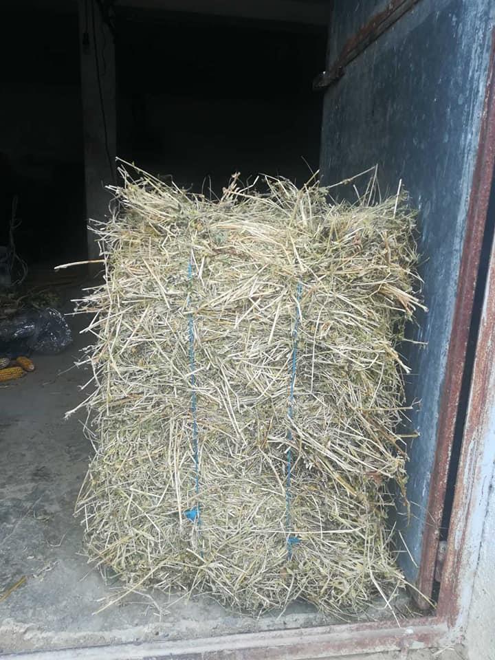 Balirano-seno