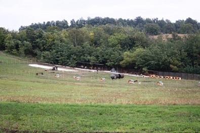 Centar-za-pse---dresura--Cacak