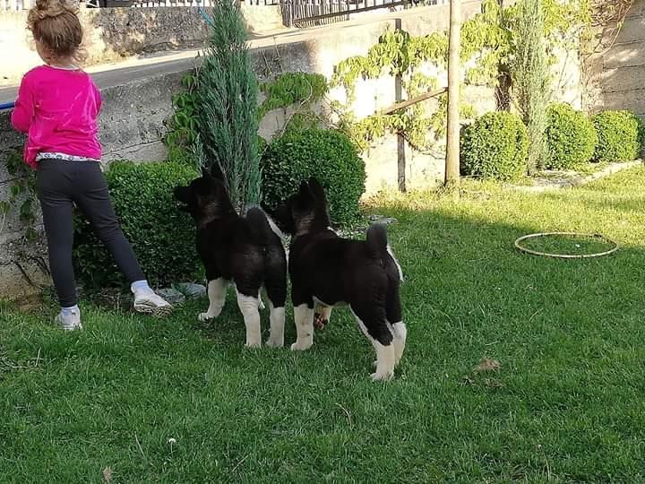 Američka-akita