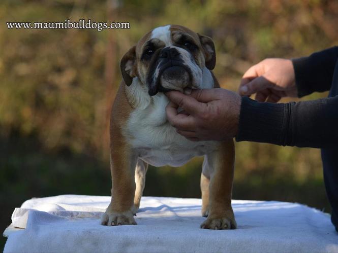 Engleski buldog
