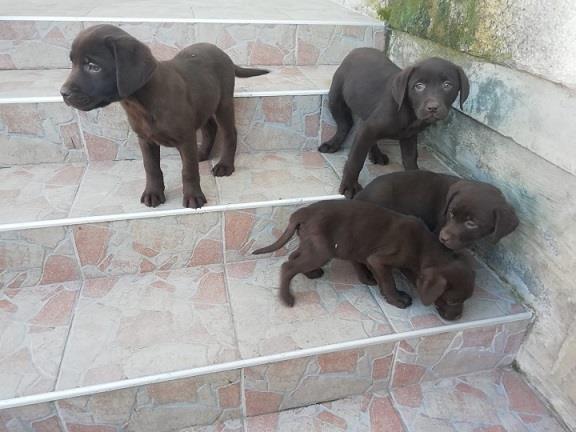 Labrador-štenci