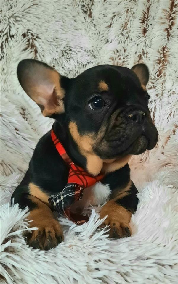 Francuski-buldog-