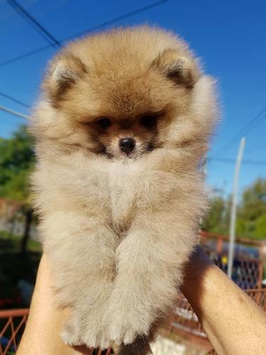 Mini Boo
