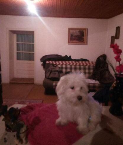 Maltezer-