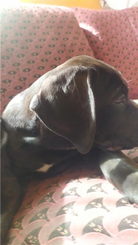 Štenci Cane Corso