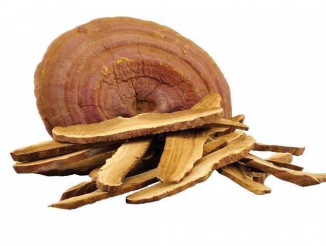 Ganoderma-Lucidum-Reishi-Gljiva