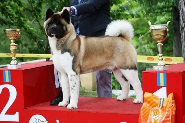 Američka-Akita--štenci-