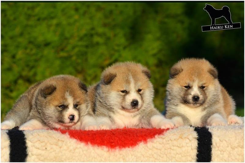 Akita-Inu-