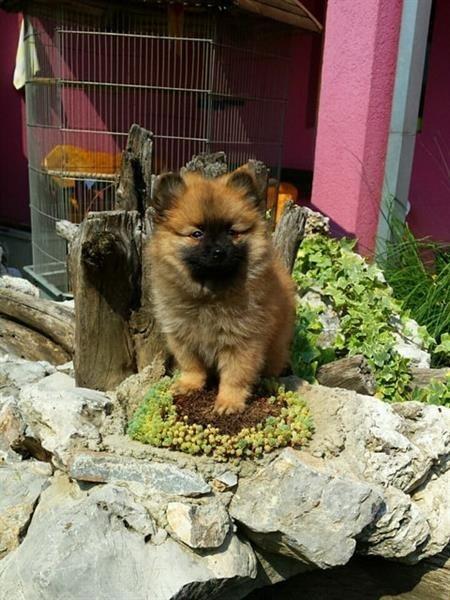 Pomeranski-patuljasti-spic--stenad