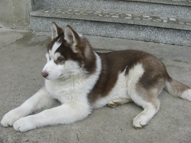 Haski sibirski